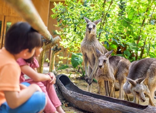午後からゆっくり出発♪柵のない動物園「シンガポール動物園」+大人気！夜の動物園『ナイトサファリ』